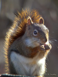 RedSquirrel9195b.jpg