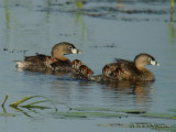 PiedbilledGrebe0602b.jpg