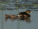PiedbilledGrebe0614b.jpg