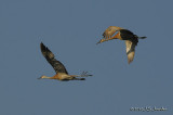 SandhillCrane0853b.jpg