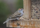 ChippingSparrow3187b.jpg