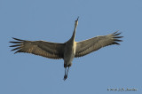 SandhillCrane1907b.jpg