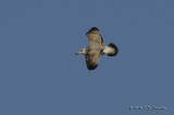 2ndcycleGreatBlackbackedGull6958b.jpg