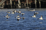 CommonMerganser6912b.jpg