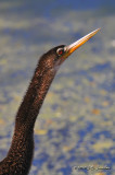 Anhinga4860b.jpg