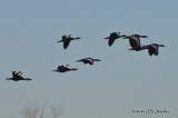 BlackbelliedWhistlingDuck4764b.jpg