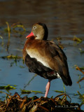 BlackbelliedWhistlingDuck9964b.jpg