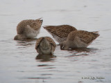 Dowitchers0130b.jpg