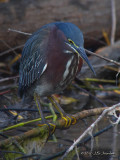 GreenHeron0270b.jpg