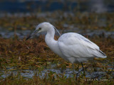 LittleBlueHeron0209b.jpg