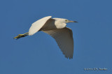 LittleBlueHeron4925b.jpg