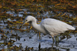 LittleBlueHeron5591b.jpg