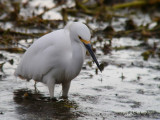 SnowyEgret0198b.jpg