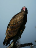 TurkeyVulture0043b.jpg