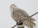 SnowyOwl8242b.jpg