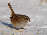 SwampSparrow9554b.jpg