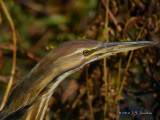 AmericanBittern0032b.jpg