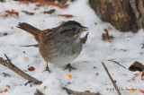 SwampSparrow011_5924b.jpg