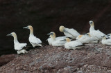 NorthernGannet012_4960b.jpg