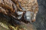Crab5249b.jpg
