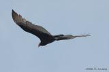 TurkeyVulture5270b.jpg