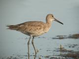 Willet3021b.jpg