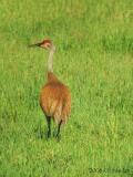 SandhillCrane5188b.jpg