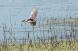 BCNHeron6623b.jpg