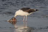 GBBGull3917b.jpg