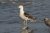 GBBGull3953b.jpg