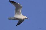 RingbilledGull4421b.jpg