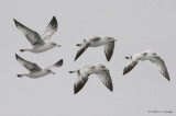 1stcycleRingbilledGull5244b.jpg