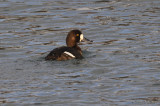GreaterScaup5786b.jpg