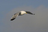HerringGull5721b.jpg