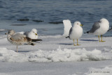 1stwinter_adRingbillGull5918b.jpg