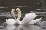 MuteSwan7745b.jpg
