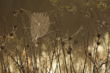 Spiderweb5738b.jpg