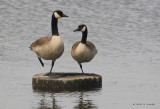 CanadaGoose6936b.jpg