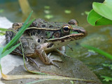 Southern Leopard Frog by Lisa Powers 2nd place in Aquatic Life -2008 TN State Fair