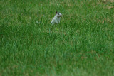 DSC_3893  white squirrel @ burgess falls