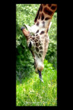 Nashville Zoo - Giraffe grazing on the grass!