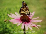 Monarch Butterfly and Bee