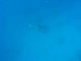 Gray Reef Shark in German Channel, scared Siu Glo