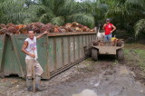 Muscular Ticos Harvesting Palm Oil near Parrita