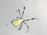 Some kind of Spider Arachnid