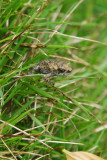 Tiny Frog in Grass