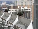 Starlings over K Street