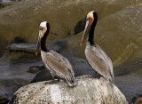 Pelicans 