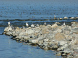 Gulls and Grebes