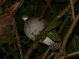 Slaty-breasted Tinamou - <i>Crypturellus boucardi</i>